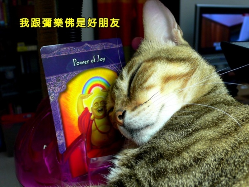 貓咪睡覺
