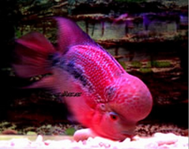 羅漢魚 羅漢魚