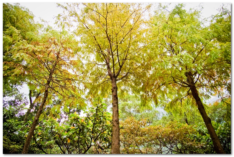 華梵大學