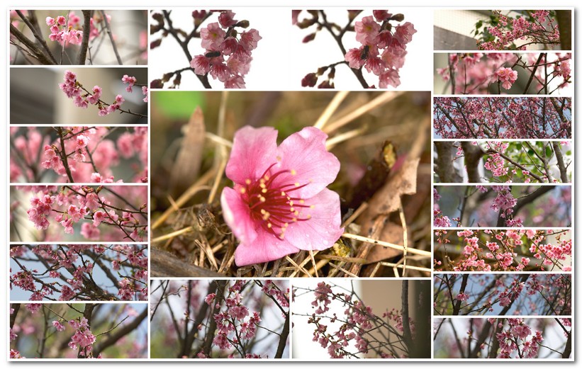 華梵大學 華梵大學