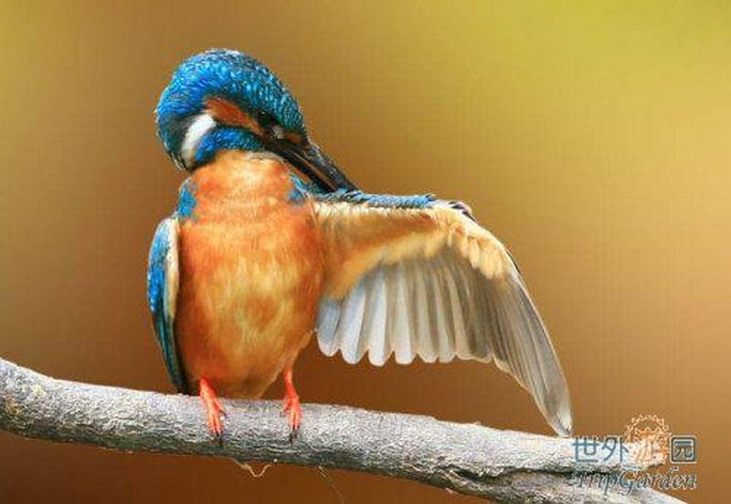 藍色的鳥